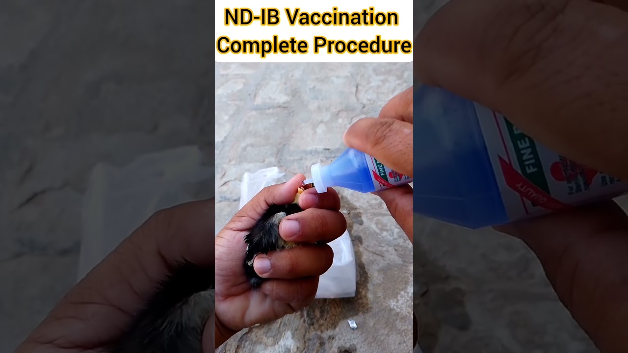 ND-IB Vaccination Complete Procedure #shorts #vaccination #australorp #desipoultry #poultryfarming