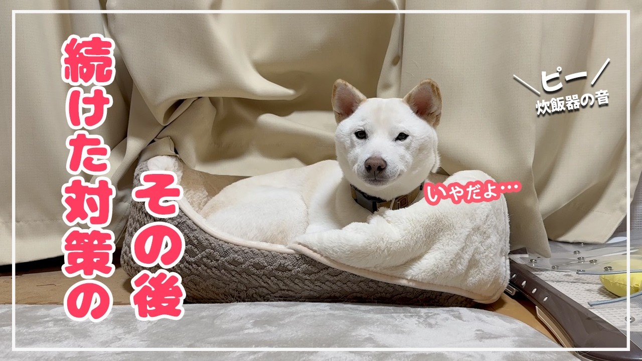 うるさい炊飯器の音対策をやめなかった結果…震えていた柴犬の今！