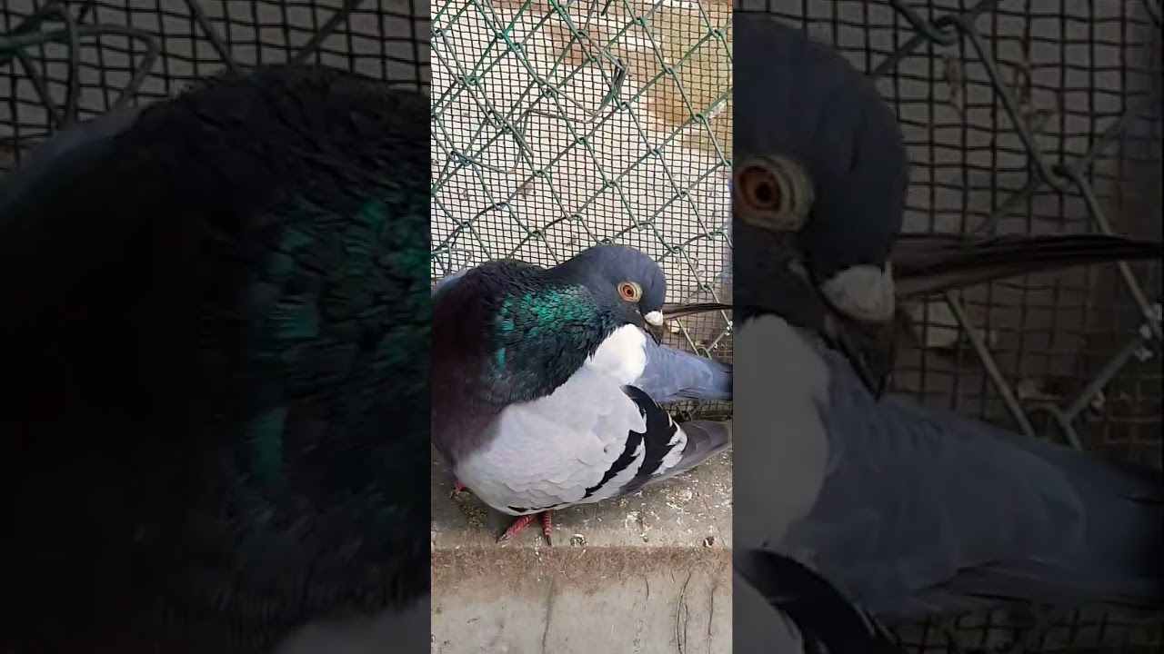 pigeon beautiful very nice Netherland racer #pigeon #raisenpigeons #pigeonbreed #racingpigeon