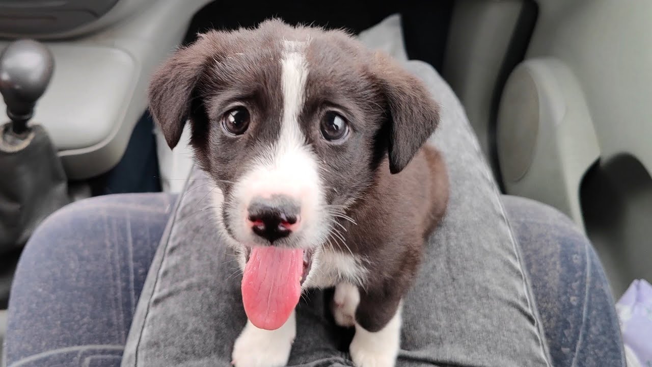 Little Stray Puppy Goes To The Vet