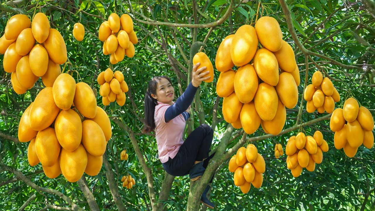 Harvesting the Ripe Golden Mangoes and Taking Them to the Market to Sell