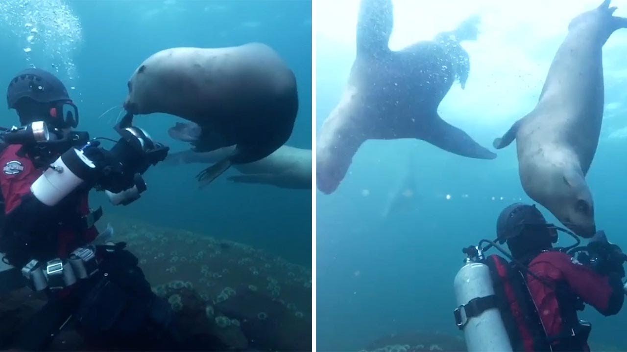 Friendly Sea lions Play With Divers