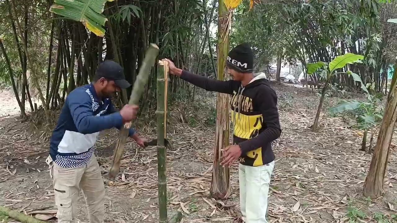 বেড়া দেওয়ার জন্য বাঁশ কাটলাম....! 🌱🌱🌱