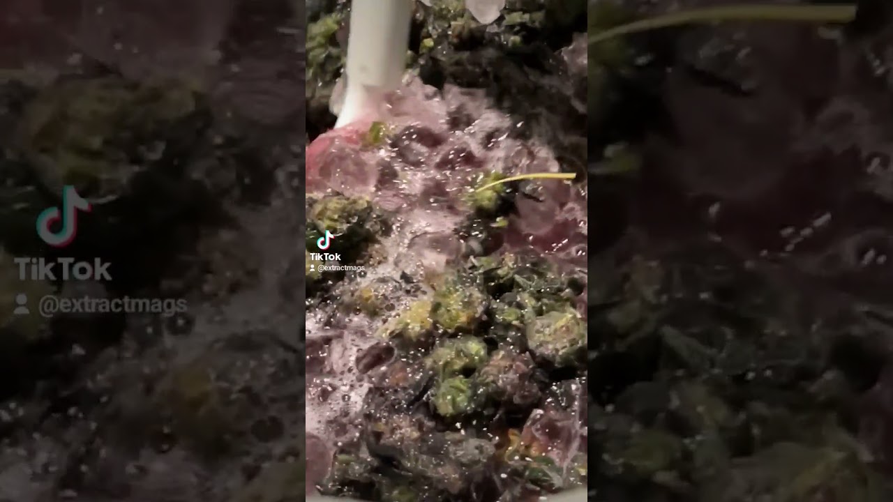 making hash for the live rosin #hashtag #ice #water #extract #extraction