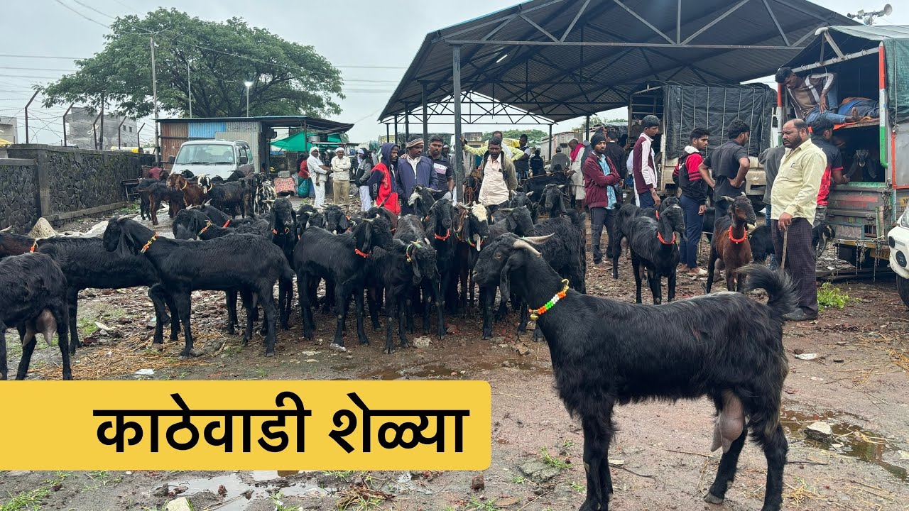 महाराष्ट्रातील सर्वात मोठा शेळ्या मेंढ्या चा बाजार | 26/07/2025 (शनिवार)चाकण बकरी बाजार अपडेट |
