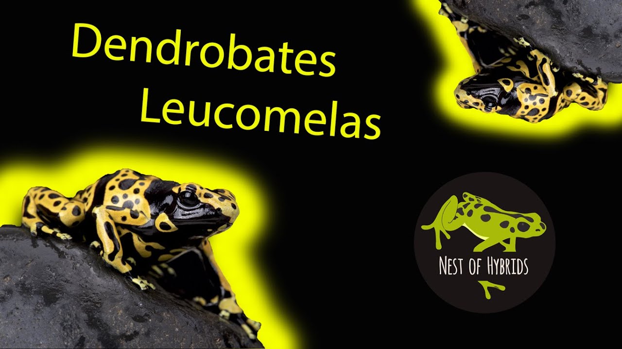 DENDROBATES LEUCOMELAS!!! - JAK ZACZĄĆ ?!