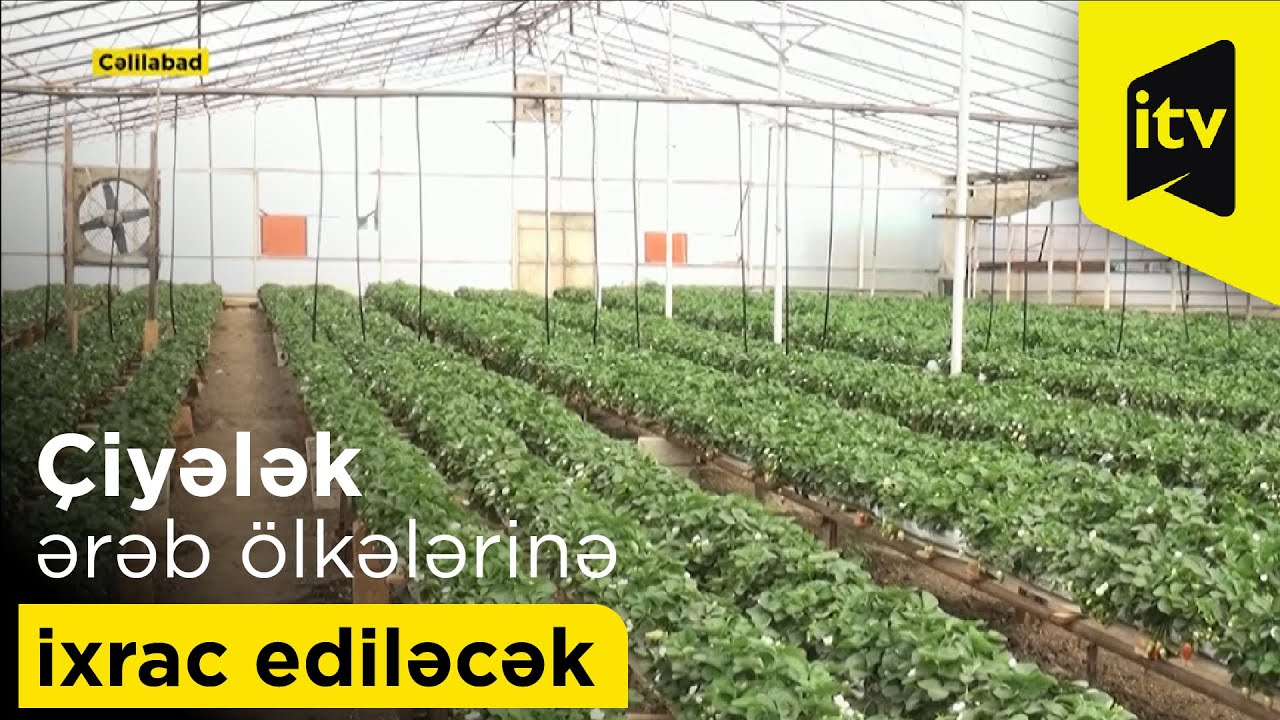 Ölkəmizdə yetişdirilən çiyələk ərəb ölkələrinə ixrac ediləcək