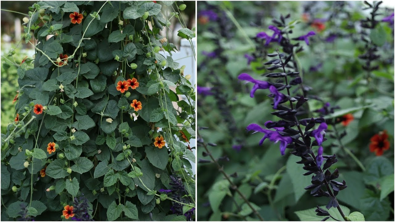UPDATE On My Thunbergia and Salvia! 🌿// Garden Answer