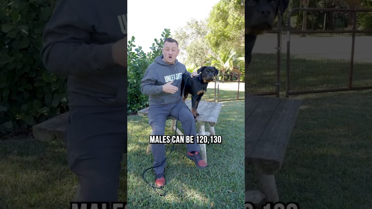 3 Reasons Why We DON&rsquo;T Recommend Rottweilers