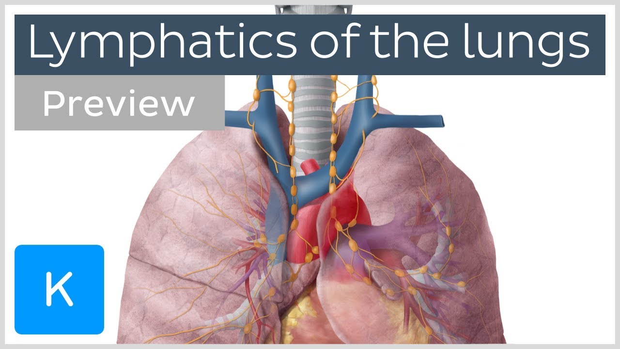 Lymphatics of the lungs: lymph nodes and vessels (preview) - Human Anatomy |&nbsp;Kenhub