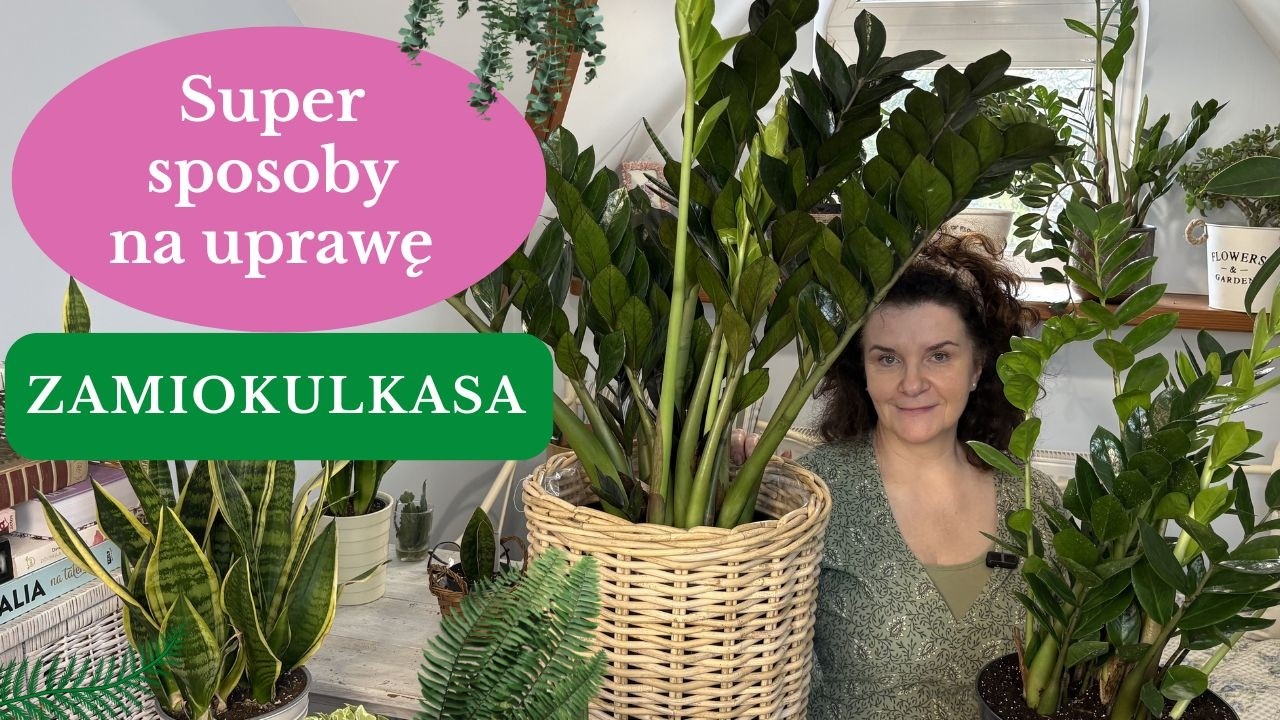 ZAMIOKULKAS - Kiedy przesadzać, jak uprawiać, rozmnażać. Najlepsza roślina domowa dla początkujących