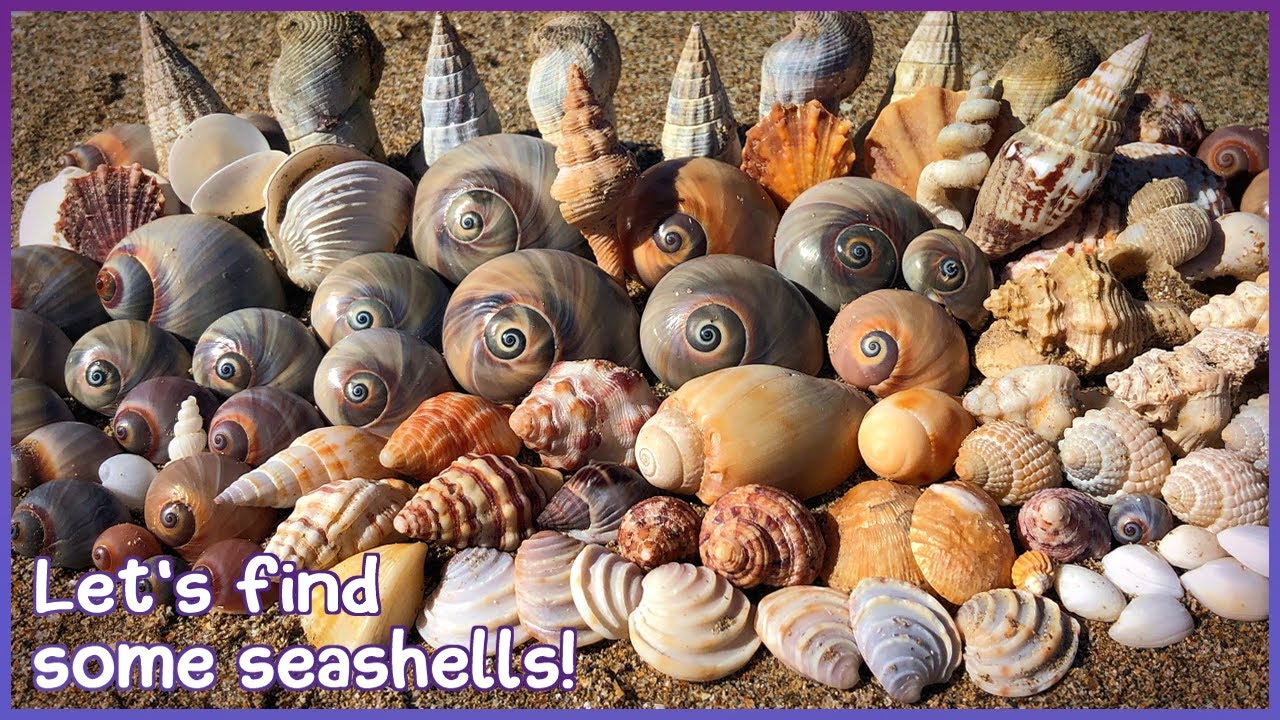 Finding Seashells at Hervey Bay | Mudflats & Mangroves [Virtual Shelling]