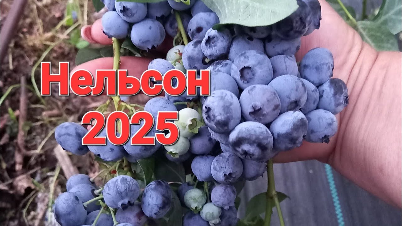 Голубика Нельсон в 2025 г
