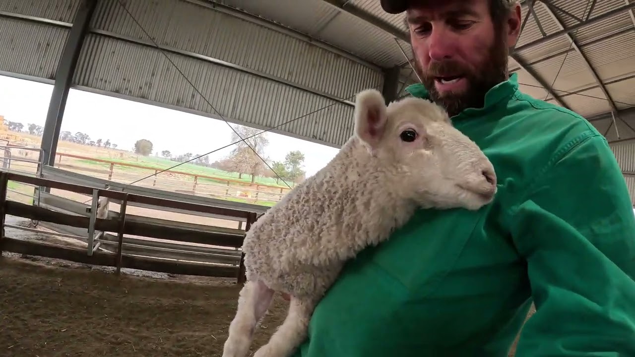 The start of lamb marking