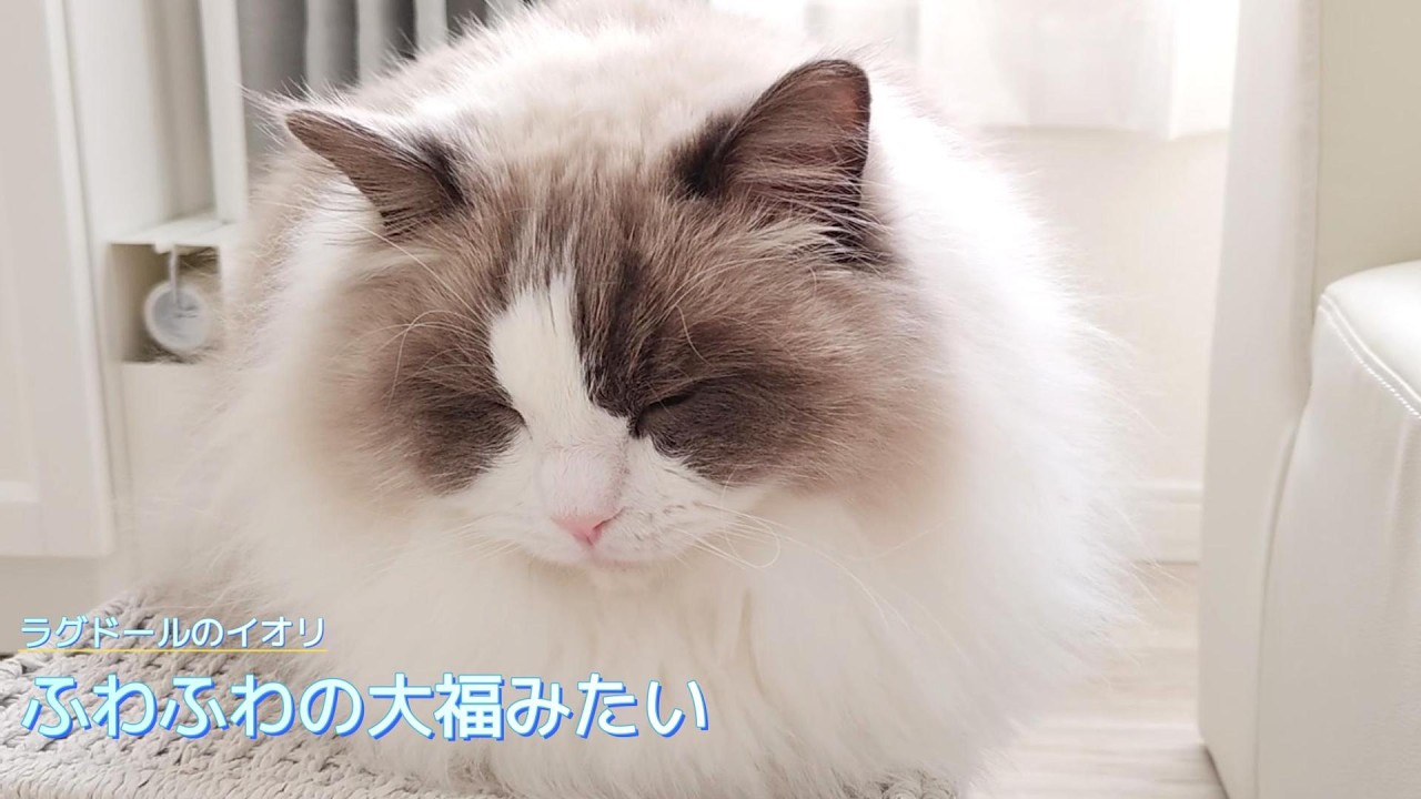 【ラグドール】ふわふわの大福みたい