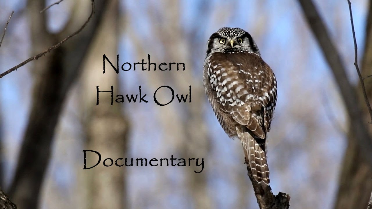 Northern Hawk Owl Documentary ~ Part 1