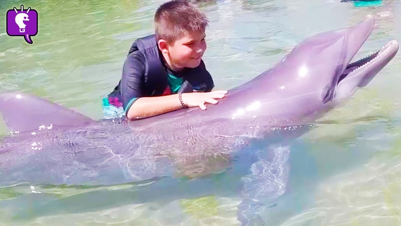 Hilton Waikoloa Hotel Location Review + Dolphin Experience in Hawaii Part 1 by HobbyKidsTV