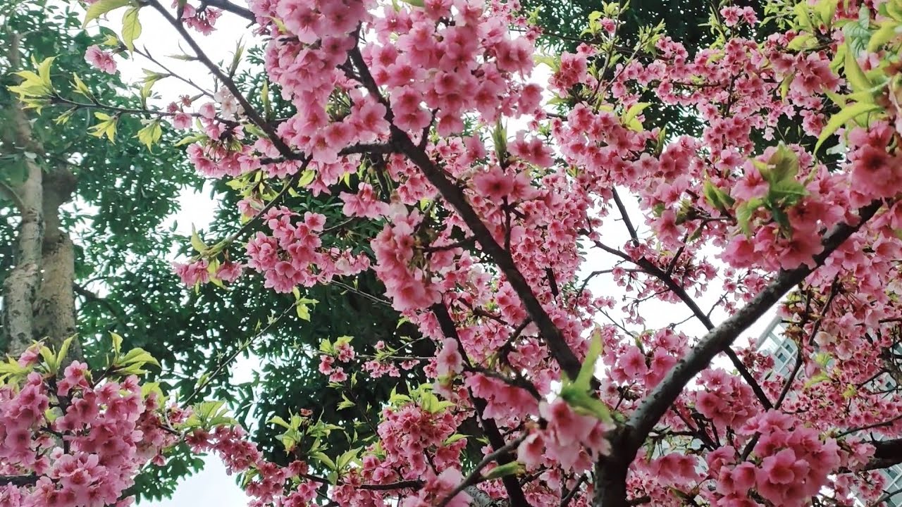 Beautiful Sakura Flower  At The Park