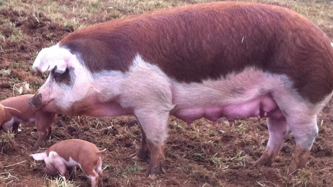 Hereford Pigs | Uniquely Coloured Hardy Hogs