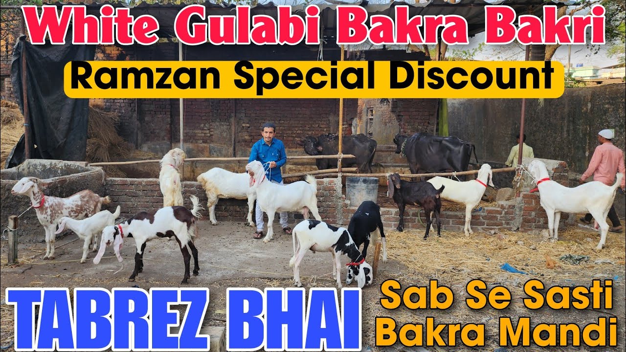 Sab Se Sasti Bakra Mandi In Bhiwandi Maharashtra | White Gulabi Bakra Bakri At TABREZ BHAI