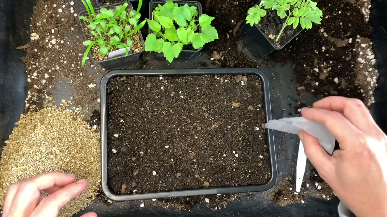 Vi sår blå valmuesøster - Meconopsis nå sent i februar.