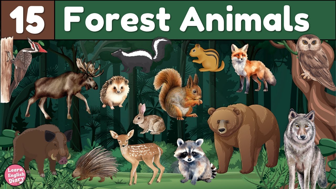 15 Forest Animals 🐿️ Word List for Kids | ESL Animal Names Vocabulary Lesson with Pictures