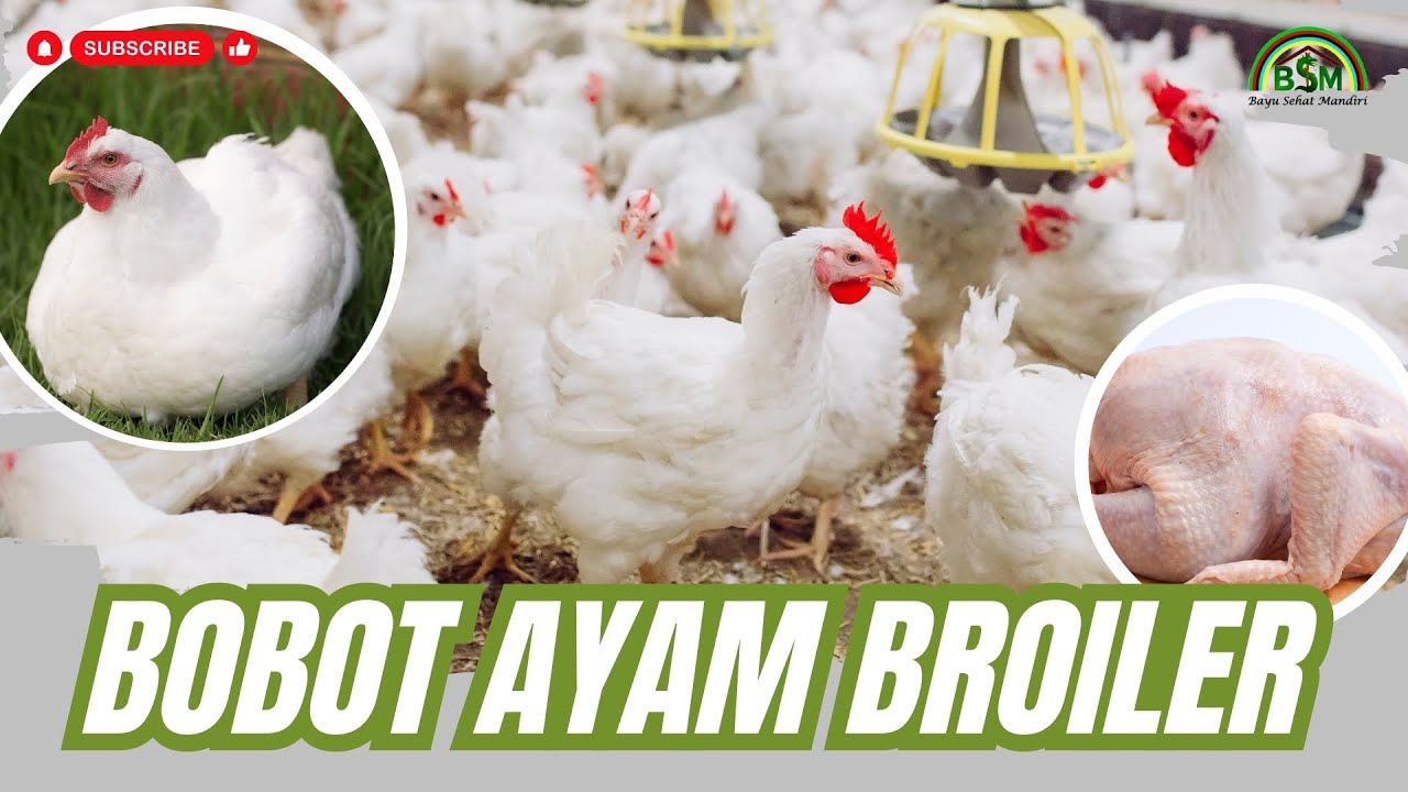 CARA MENINGKATKAN BOBOT AYAM BROILER  #bayudiningrat #pelatihanbsm B5