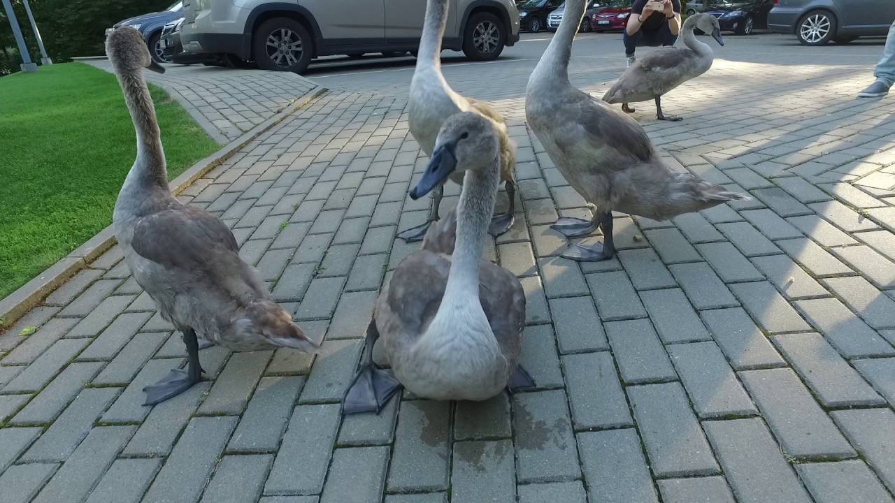 Swan family