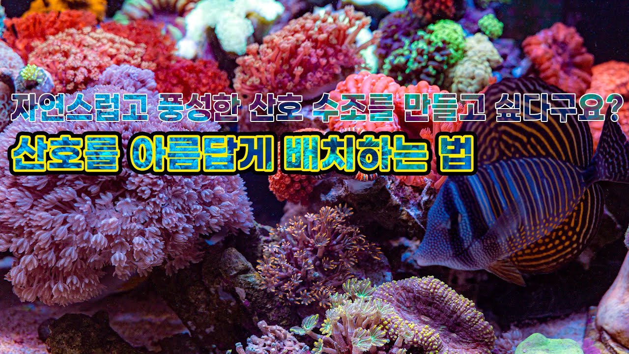 산호를 아름답게 배치하는 법