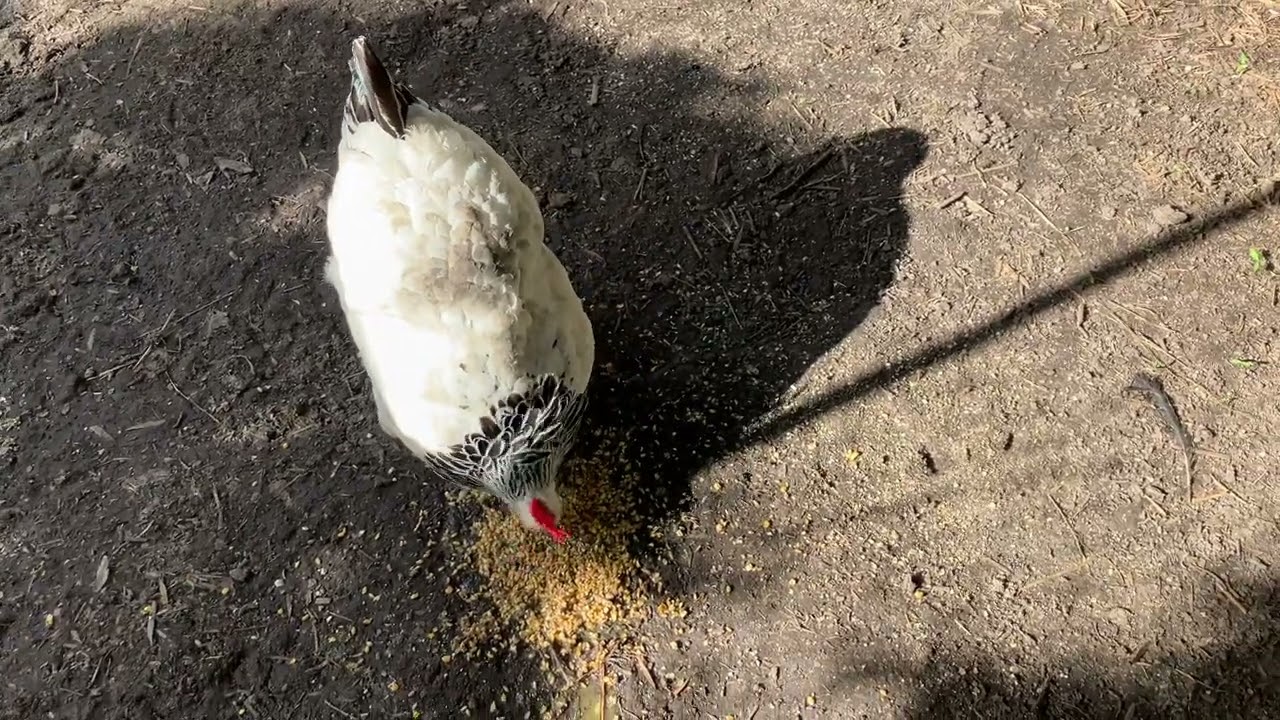The Chicken Dairies - February 20 2026