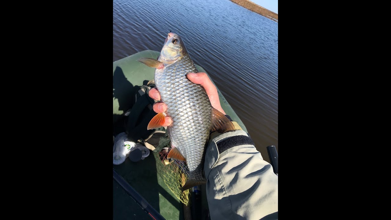 МОРСКАЯ ПЛОТВА на Рыбинском водохранилище