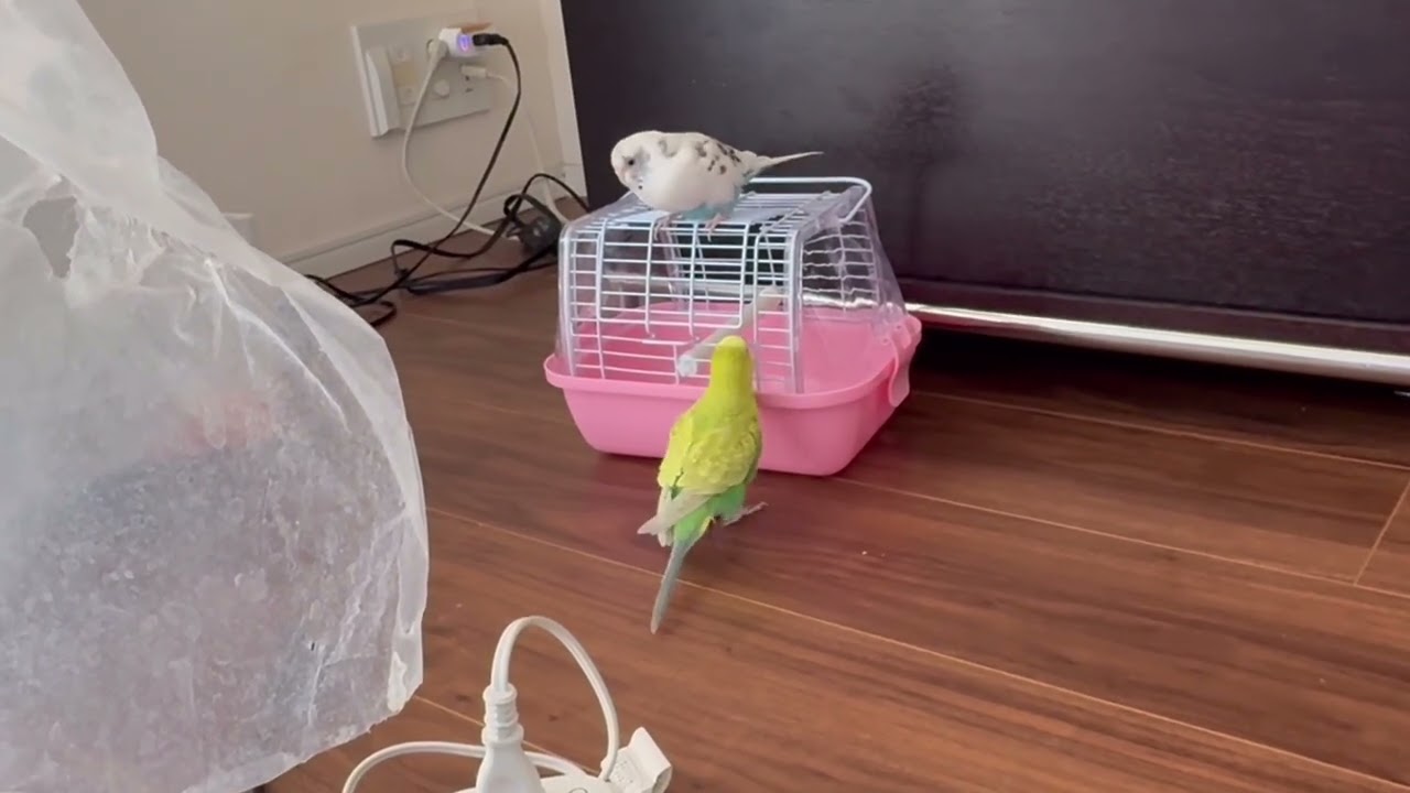 【インコって面白い】セキセイインコ一家  #vlog #セキセイインコ