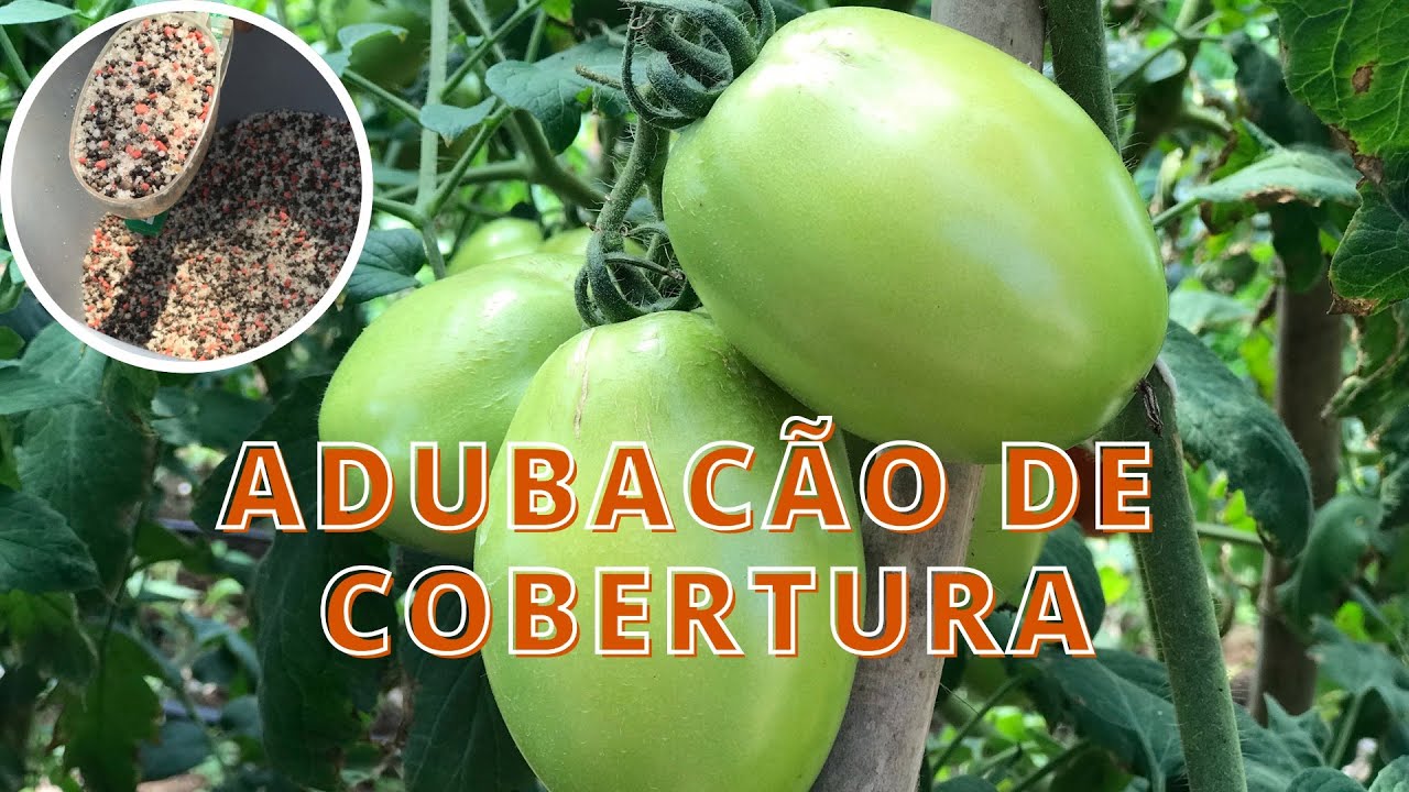 Como formular e aplicar Adubação de cobertura no tomateiro 🍅.