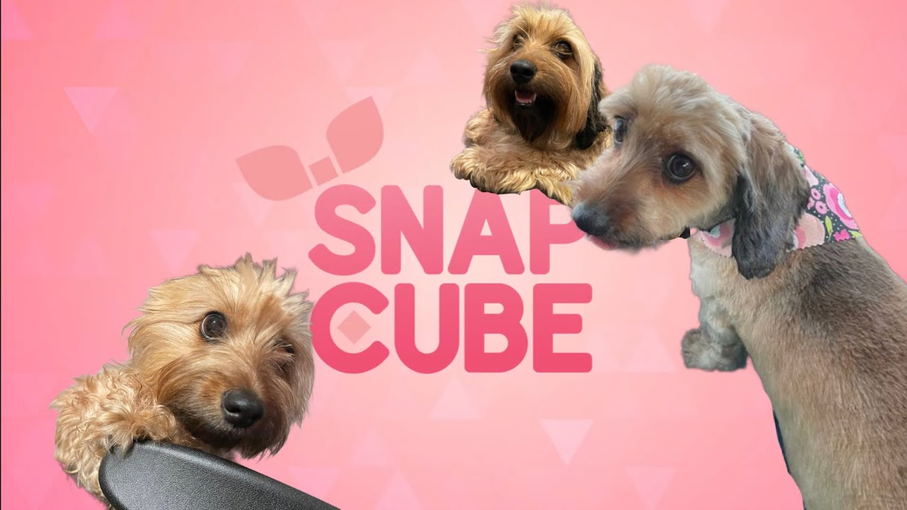 SnapCube Real-Time Fandubs but everytime Waltz (Jenny&rsquo;s Dog) barks