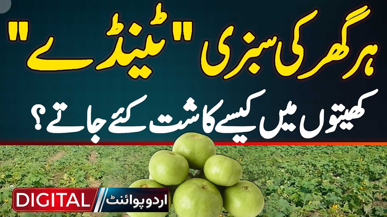 Tinda Farming In Pakistan - How Tinda Cultivated In Fields? Profitable Business - Desi Tinda Farming