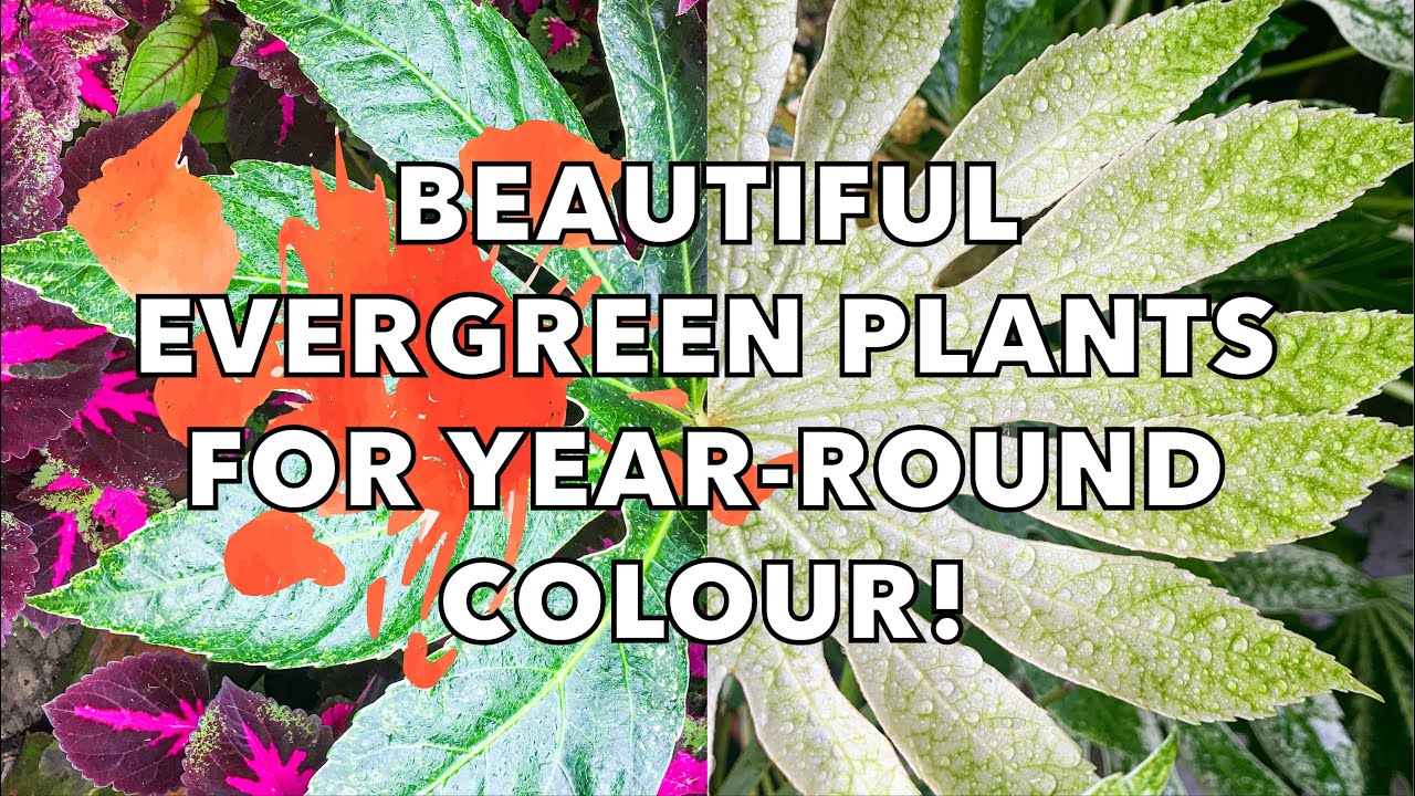 5 Versatile, Easy & Exotic Evergreen Garden Plants