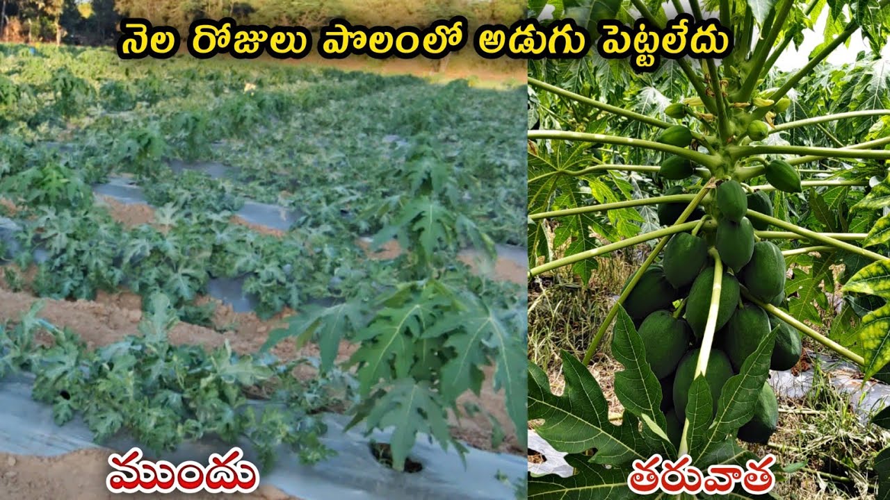 పుచ్చపంటలో  అంతర పంటగా వేసిన బొప్పాయి పంట ఇప్పుడు ఎలా ఉందొ చూడండి ||AGRI GURU||