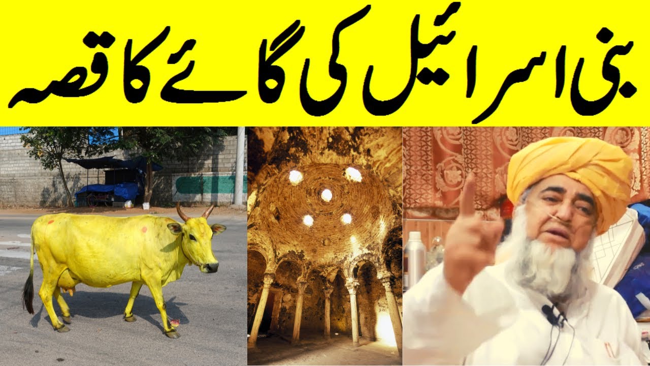 bani israel ki gai ka qissa | بنی اسرائیل کی گائے کا قصہ | Bani Israel ki Gaye ka waqia