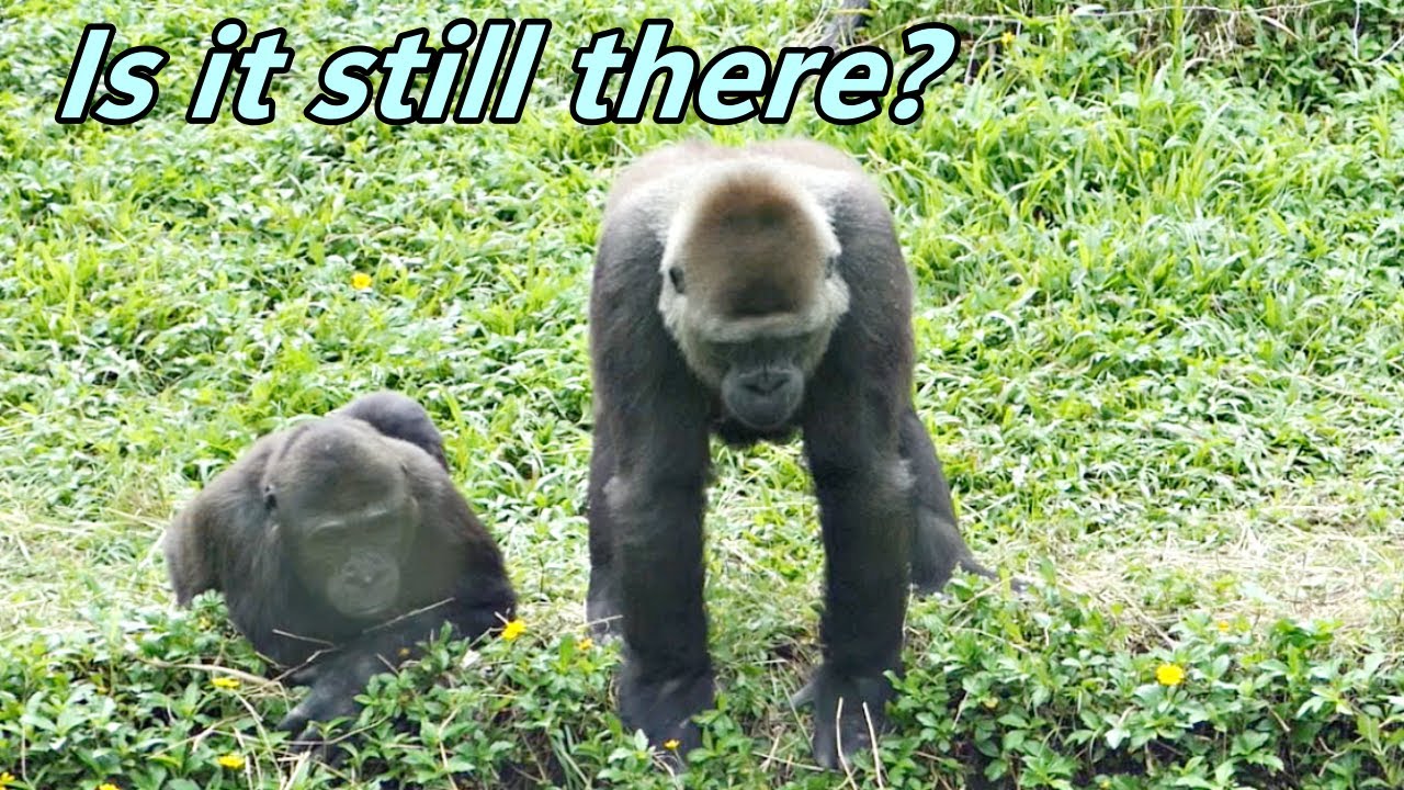 Gorilla D'jeeco family still were concern intruder / 迪亞哥家族仍然關心入侵者是否還在那裏