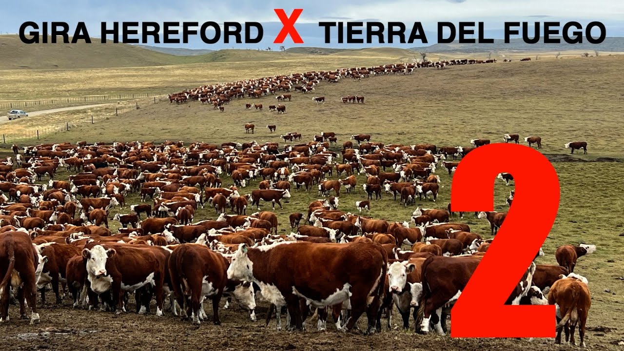 GIRA HEREFORD, TIERRA del FUEGO (2)