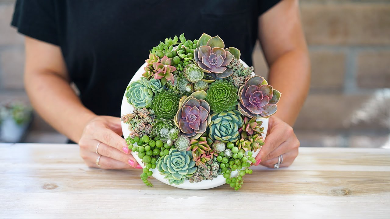 Vertical Succulent Wall Garden - the Dalla Vita Vertical Circle