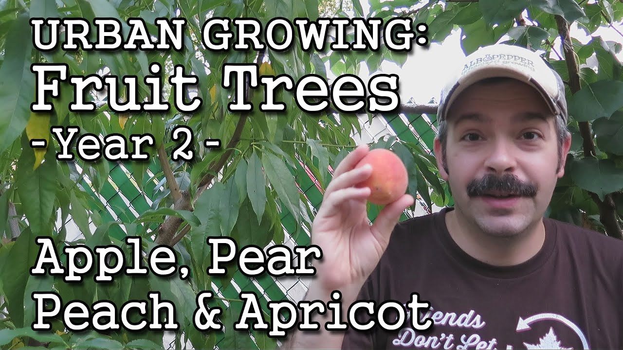 Urban Gardening: Fruit Trees -Year 2 Growth Update + Summer Pruning