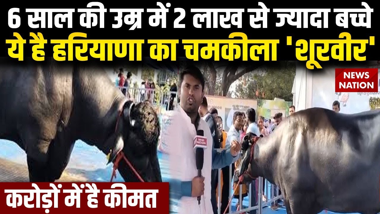 Haryana Shoorveer Buffalo: 25 करोड़ का भैंसा शूरवीर, मेले में बना आकर्षण का केंद्र, 1500 KG है वजन