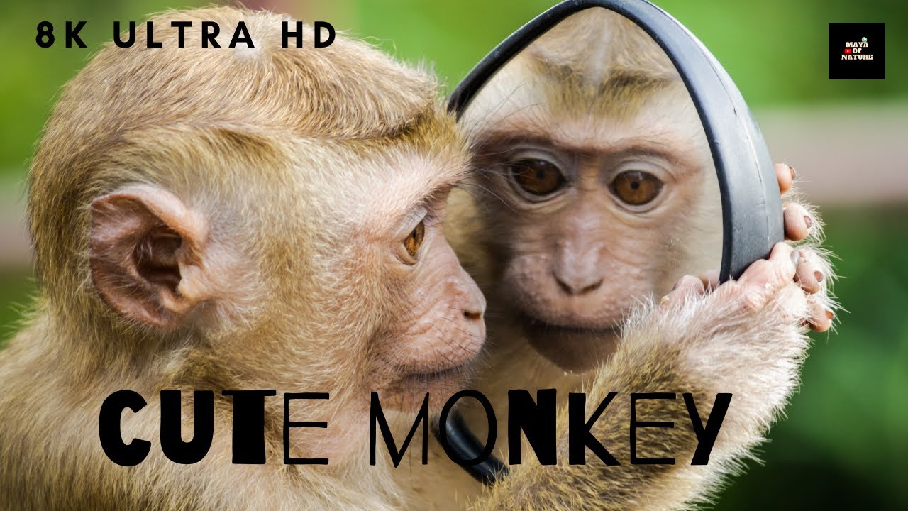 Funny Monkey Videos - A Funny Monkeys Compilation 2021