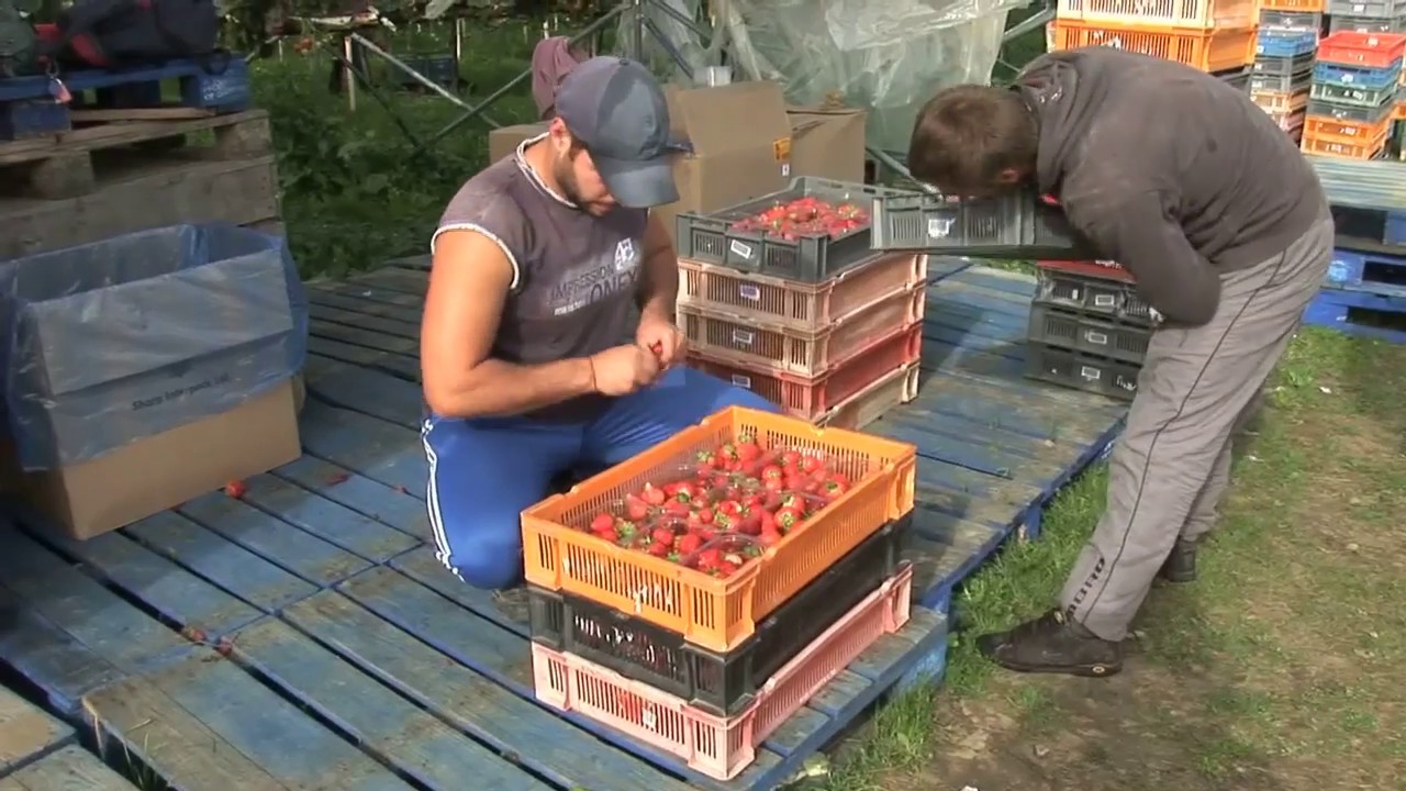 HOPS Presentation Video by www kevinmilnercountryside co uk
