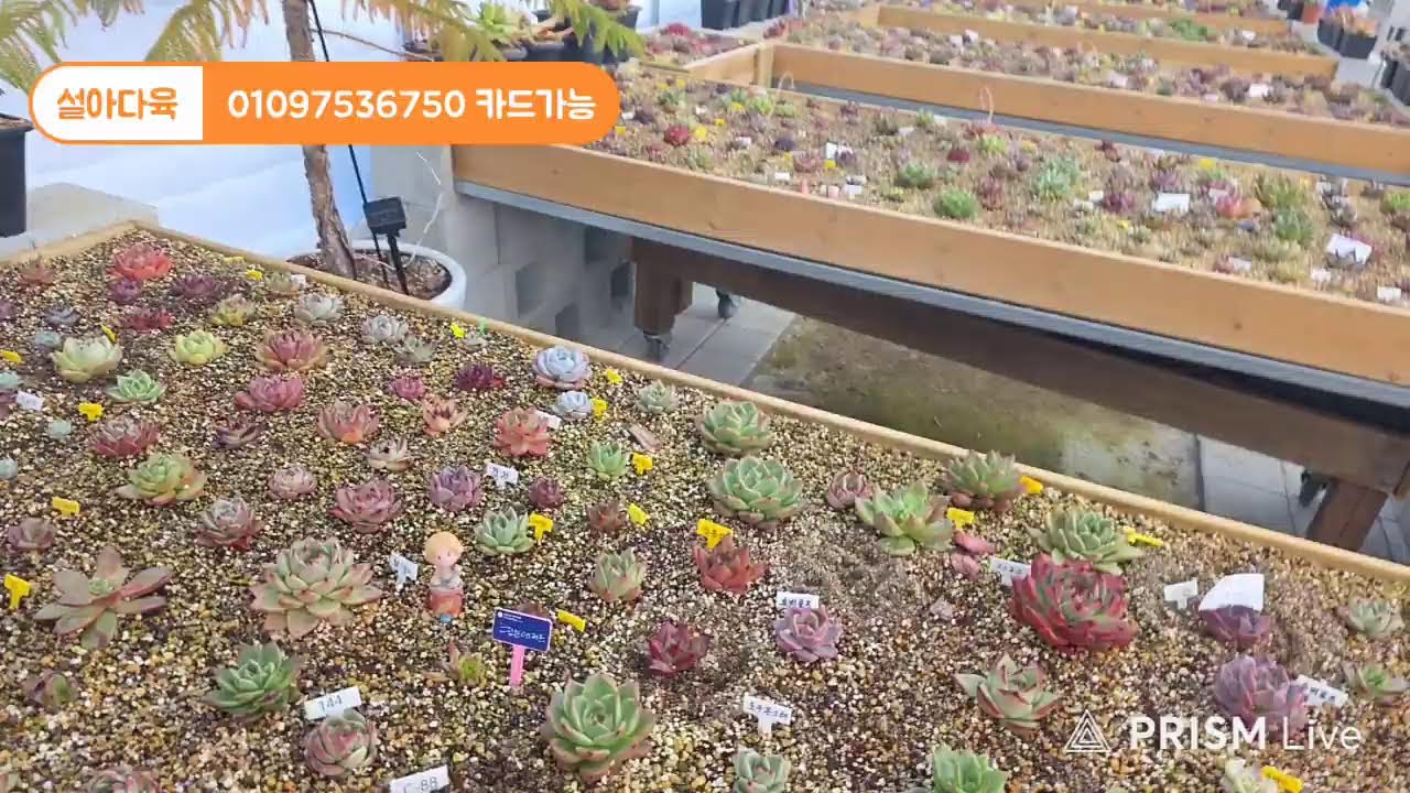 설아다육 라이브 방송