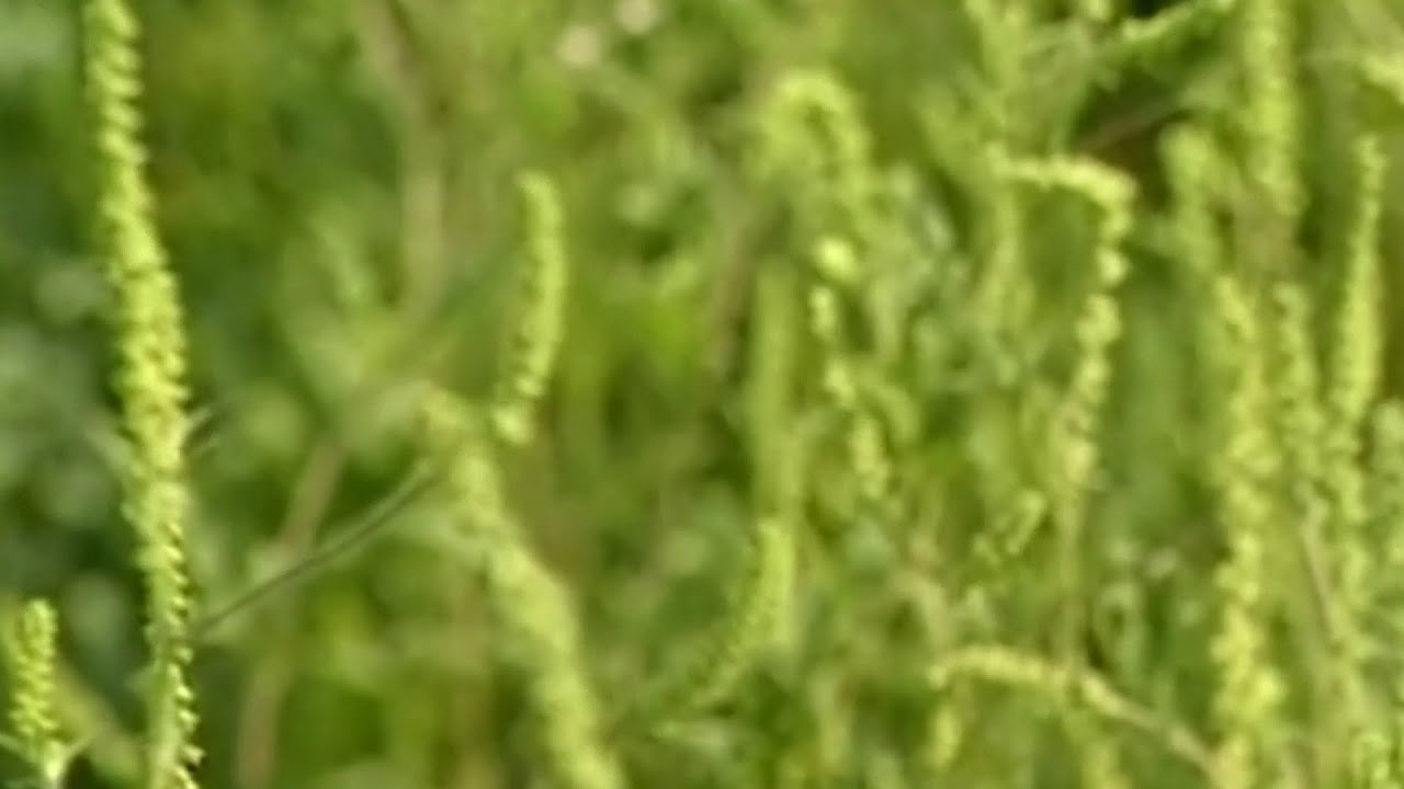 Getting relief from ragweed