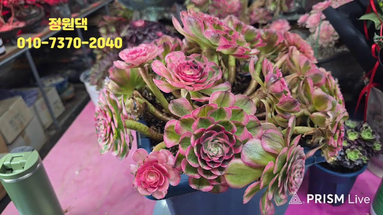 속초 정원다육 정원댁010.7370.2040