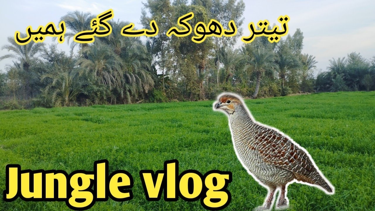 kafi arsa bad jungle ka round mara 😊||Titar luka chupi khelte rahe