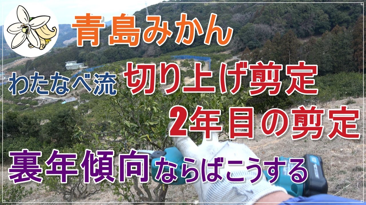 【あの樹はどうなった】青島温州切り上げ剪定２年目の剪定【今年はこうする】